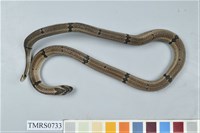 藏品(赤腹松柏根)的圖片